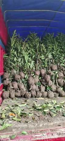 高度180厘米法国冬青