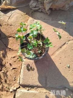 高度20厘米耧斗菜