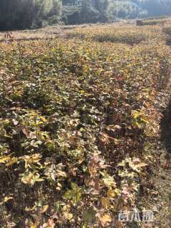 高度70厘米枫香小苗