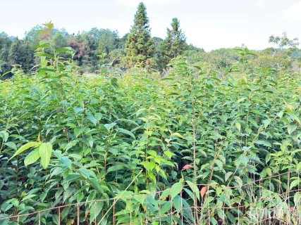 1公分福建山樱花