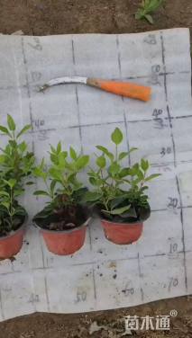 高度15厘米地中海荚蒾