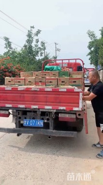 高度40厘米蓝色波尔瓦