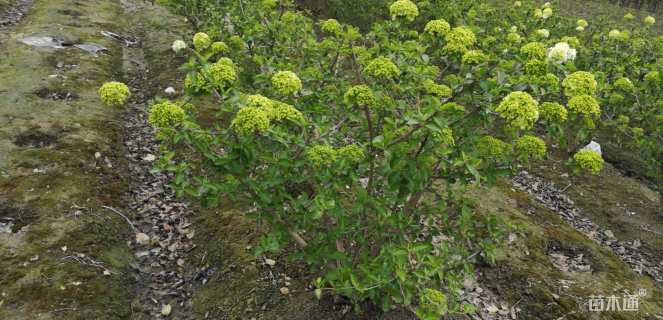 高度10厘米麦冬