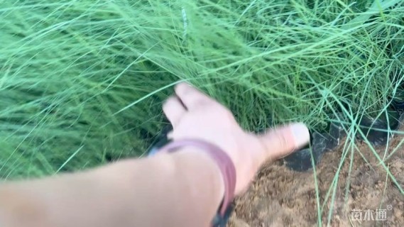 高度25厘米粉黛乱子草