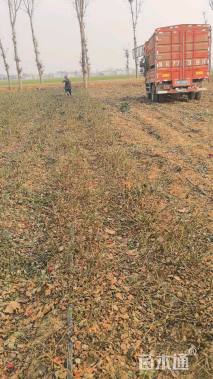 高度25厘米月季小苗