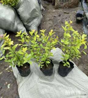 高度40厘米绣线菊小苗