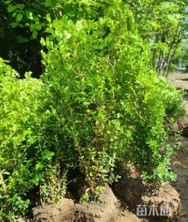 高度65厘米小叶黄杨