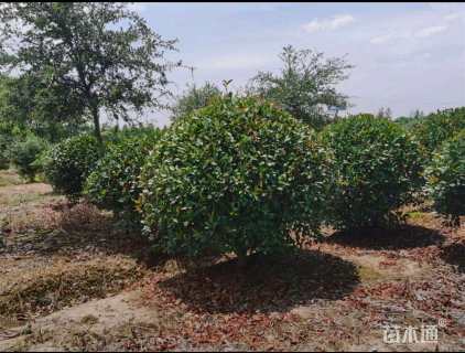 冠幅200厘米红叶石楠球