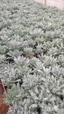 高度20厘米银叶菊