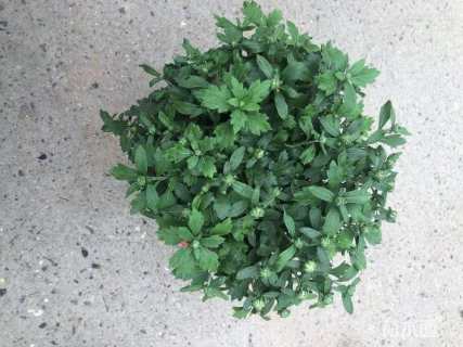 高度15厘米国庆菊