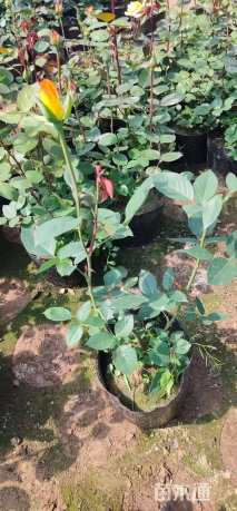 高度35厘米月季