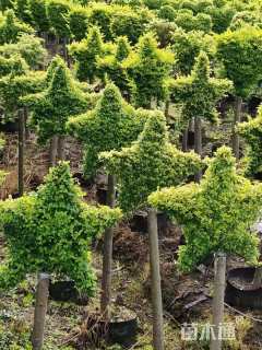 2公分造型亮晶女贞