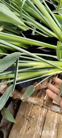 高度50厘米再力花