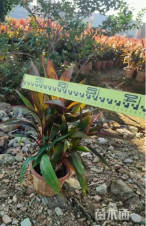 高度80厘米朱蕉