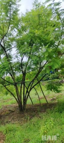 30公分丛生蓝花楹