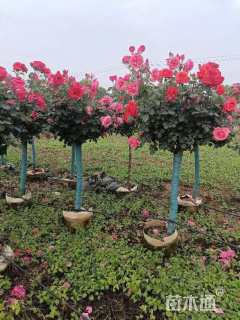 高度250厘米月季