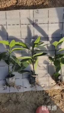 高度20厘米洒金桃叶珊瑚