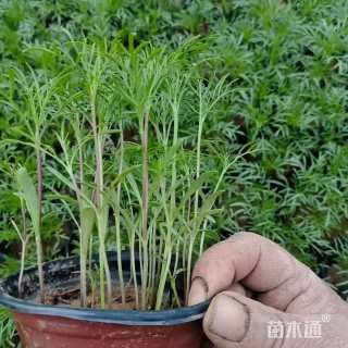 高度10厘米波斯菊