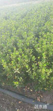 冠幅50厘米大叶黄杨球