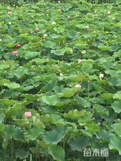 高度80厘米荷花