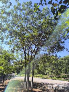 55公分(4杆)丛生朴树