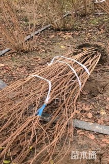 高度250厘米丛生紫薇