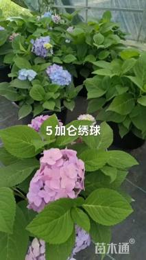 高度20厘米八仙花