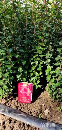 高度40厘米火棘