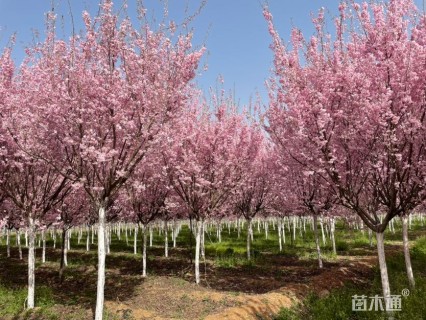 8.5公分八重红彼岸