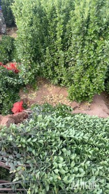 高度150厘米北海道黄杨