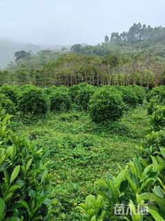 高度105厘米非洲茉莉