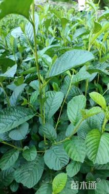 0.5公分江南桤木