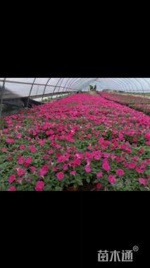 高度20厘米矮牵牛