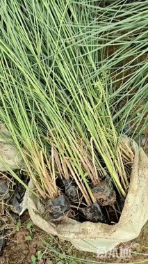 高度60厘米细叶芒