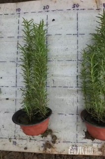 高度25厘米迷迭香