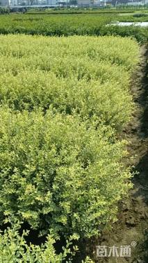 高度50厘米银姬小蜡