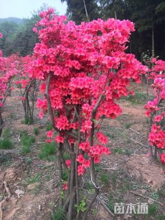 高度50厘米映山红