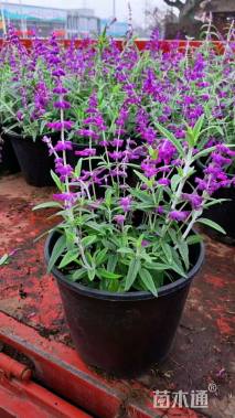 高度30厘米墨西哥鼠尾草