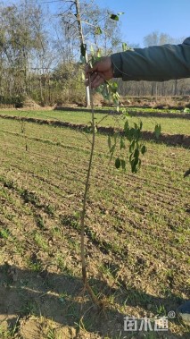 高度80厘米枸杞