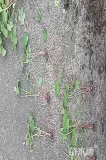 高度10厘米红花酢浆草