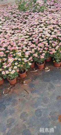 高度30厘米玛格丽特花