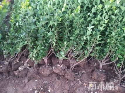 高度50厘米胶东卫矛