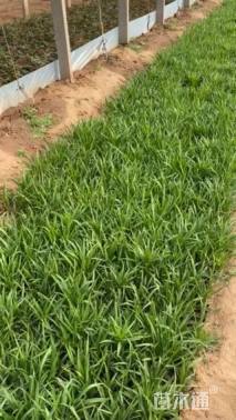 高度22厘米蛇鞭菊