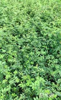 高度40厘米蔷薇