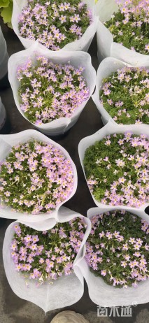 高度10厘米报春花