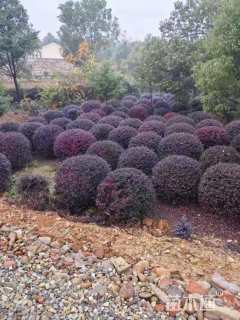 冠幅150厘米红花继木球