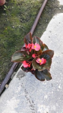 高度20厘米比哥海棠