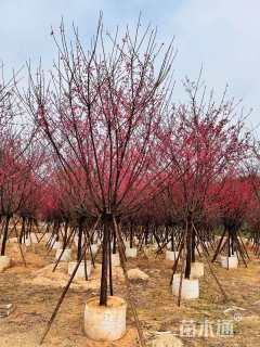 10公分福建山樱花