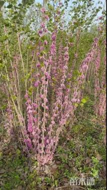 高度400厘米丛生紫荆