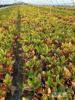 高度30厘米变叶木